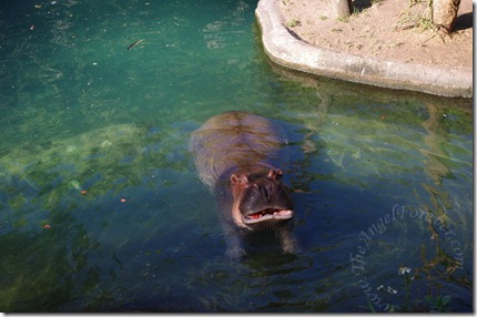 Hungry Hippo on African Trek