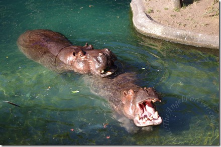 Two boy hippos on African Trek