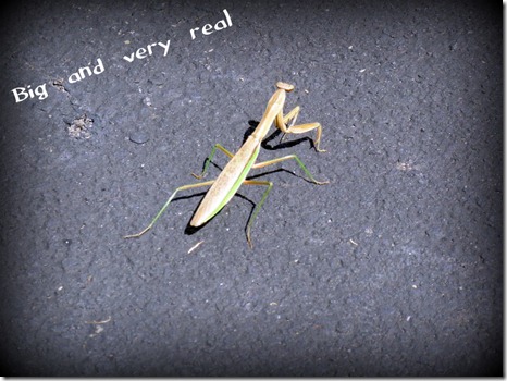 Real Praying Mantis